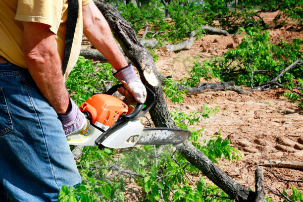 How Our Tree Care Process Works  in Pikeville, TN